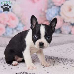 Petunia, Boston Terrier Puppy
